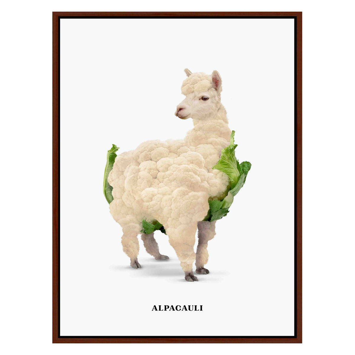 ALPACAULI | CANVAS