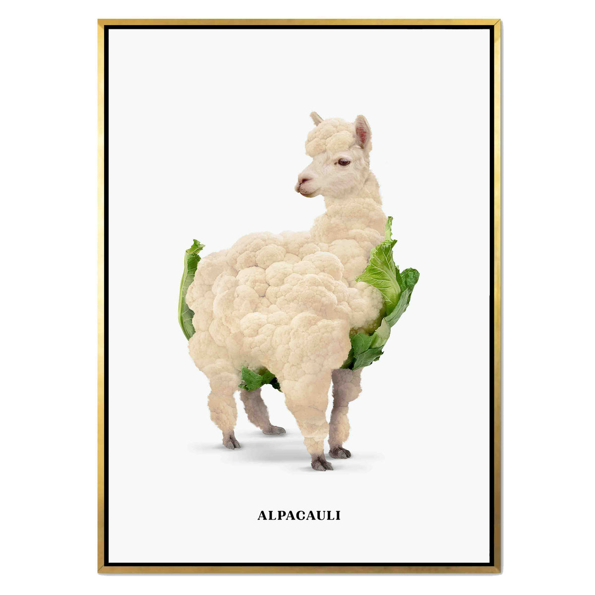 ALPACAULI | CANVAS