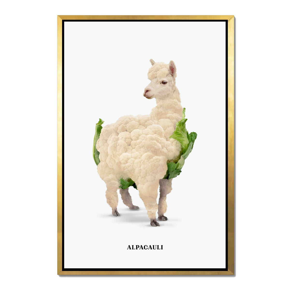 ALPACAULI | CANVAS