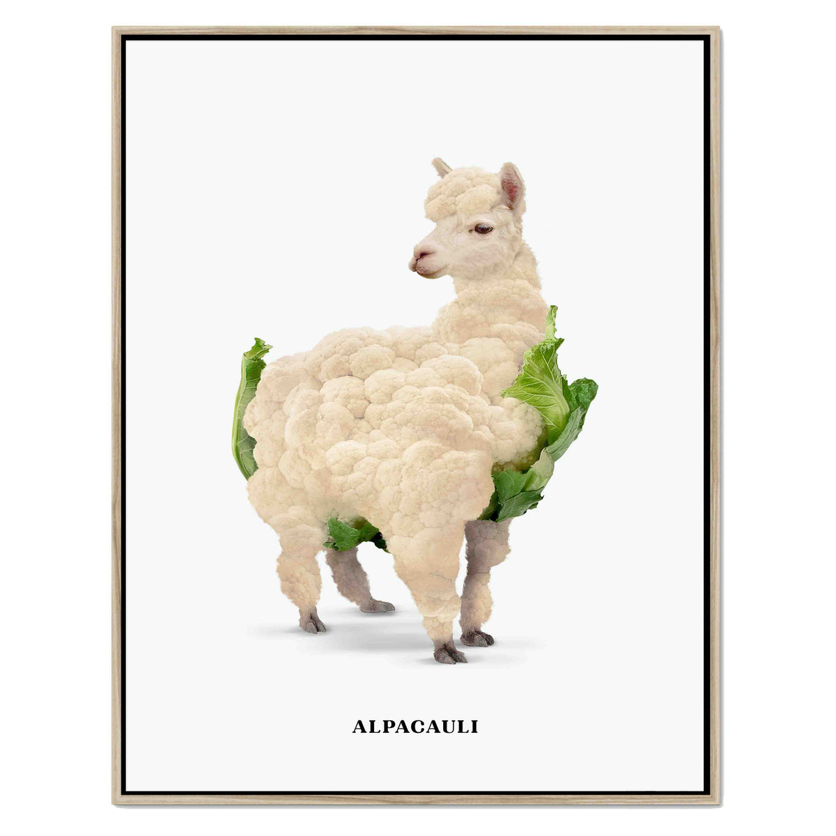 ALPACAULI | CANVAS