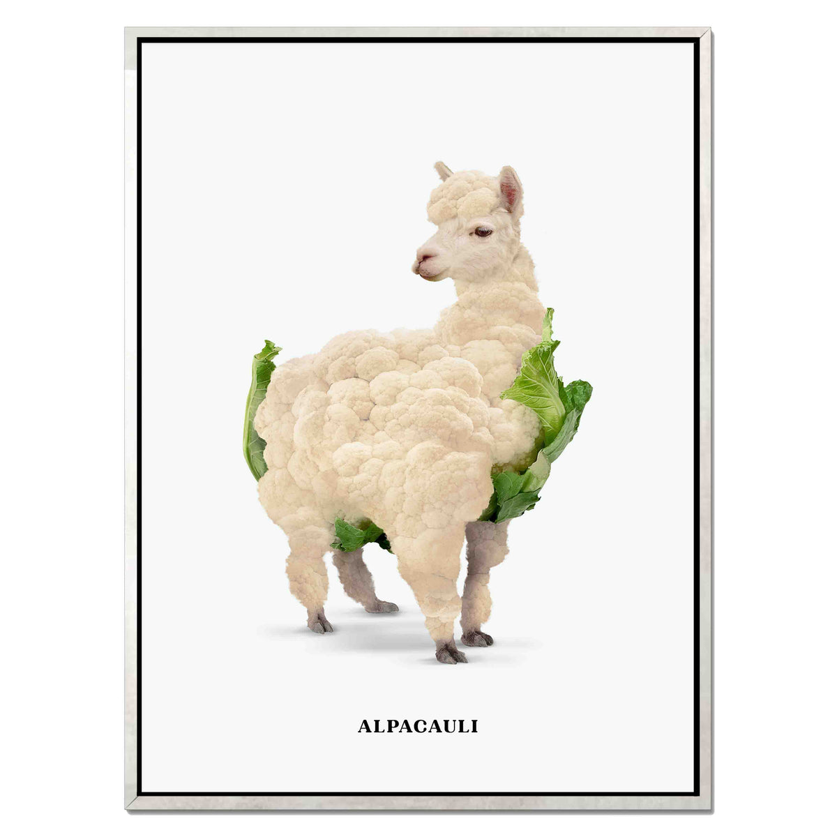 ALPACAULI | CANVAS